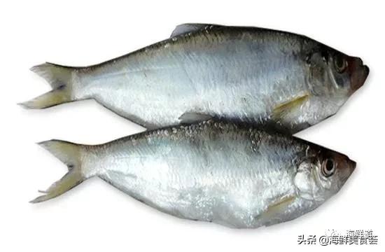 好吃不贵的海鲜种类有哪些,最好吃又最常见海鲜有几种