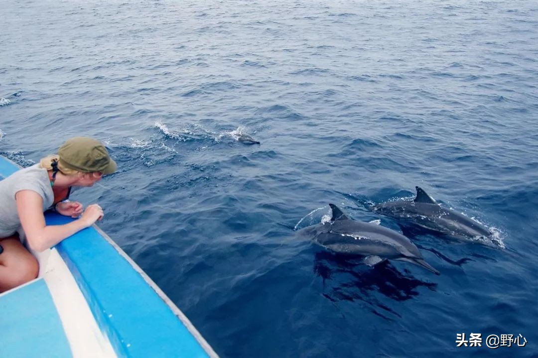没能去马尔代夫旅游的原因,不会潜水去马尔代夫玩啥