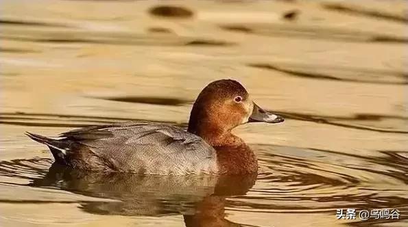 看图识鸟图片及答案,看图识鸟软件哪个好用