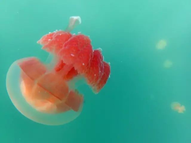 帕劳金色水母,帕劳水母旅行