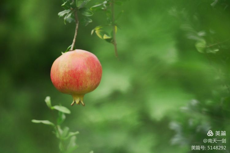 石榴一般几月份熟,石榴怎么判断熟了