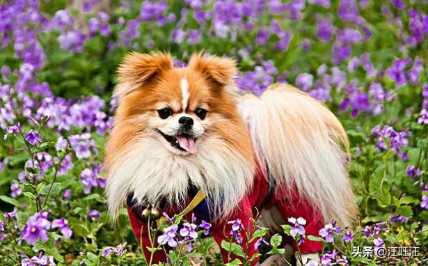 博美怎么知道它的性格,博美狗的基本知识