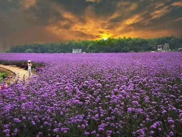 一泡而红!四川这座小城已火向全球,今天万人齐聚!