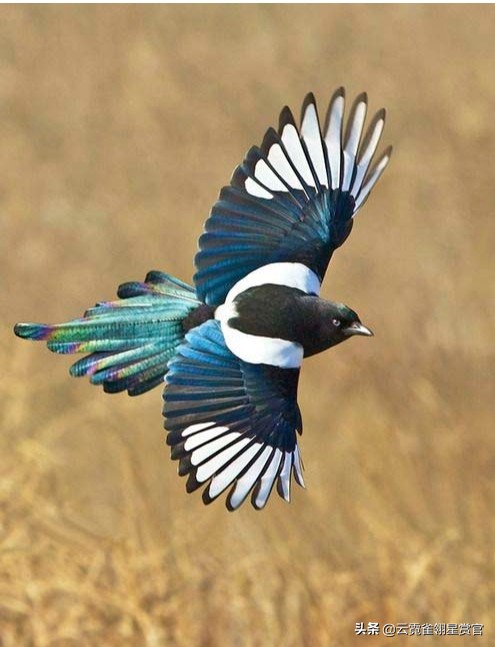 喜鹊枝头叫喜事已来到,喜鹊叫喜事到主人高兴