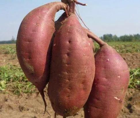 红薯光长秧不结瓜咋办,红薯为什么光长秧不结果