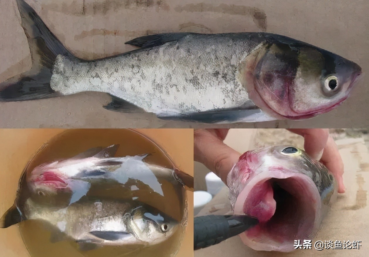 淡水鱼细菌性败血症的病理变化,淡水鱼细菌性败血症影响