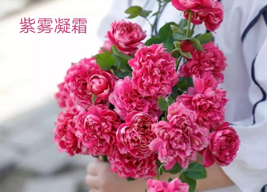 切花火焰月季的优缺点,常见切花月季一览