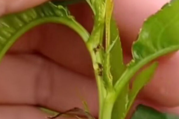 桃的果实内部有很多虫粪，多是被桃小食心虫为害了，得好好防治了