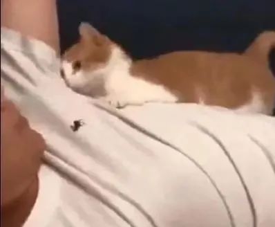 猫舔你是因为它把你当成小弟了吗,如果你家猫咪爱舔你这是什么表现