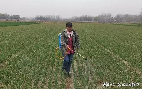 大蒜锈病防治方法和窍门