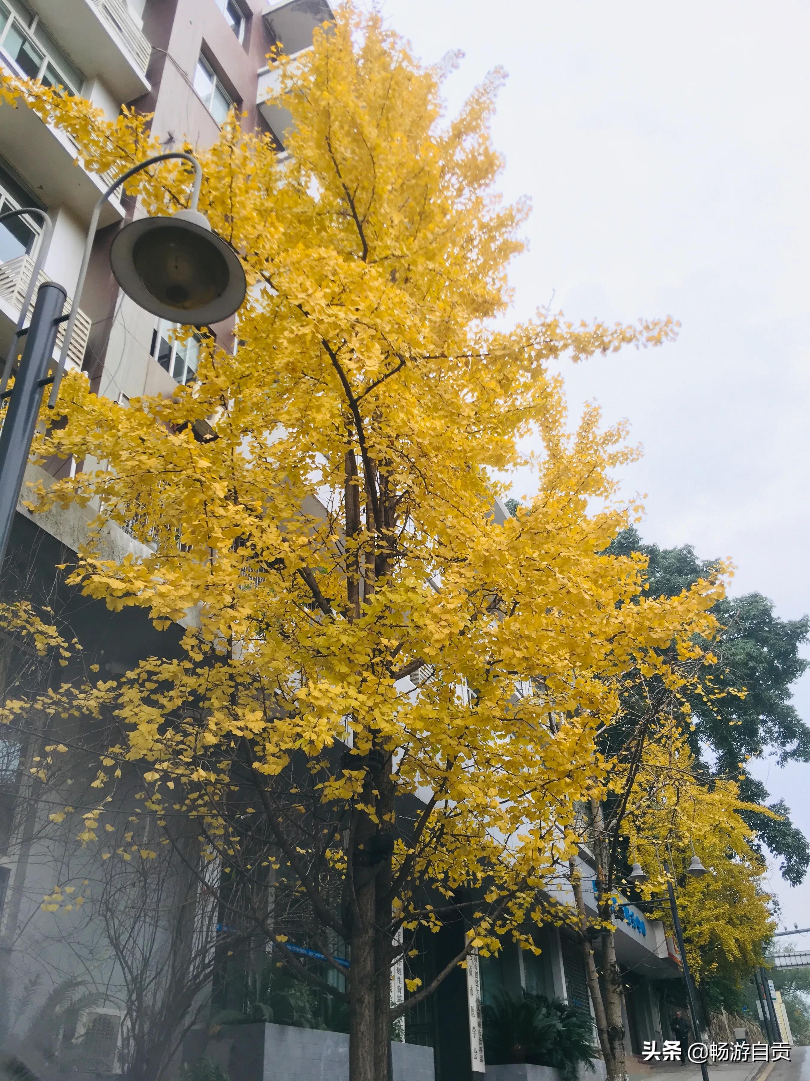 恰逢仲冬季节，追寻自贡唯美黄金叶