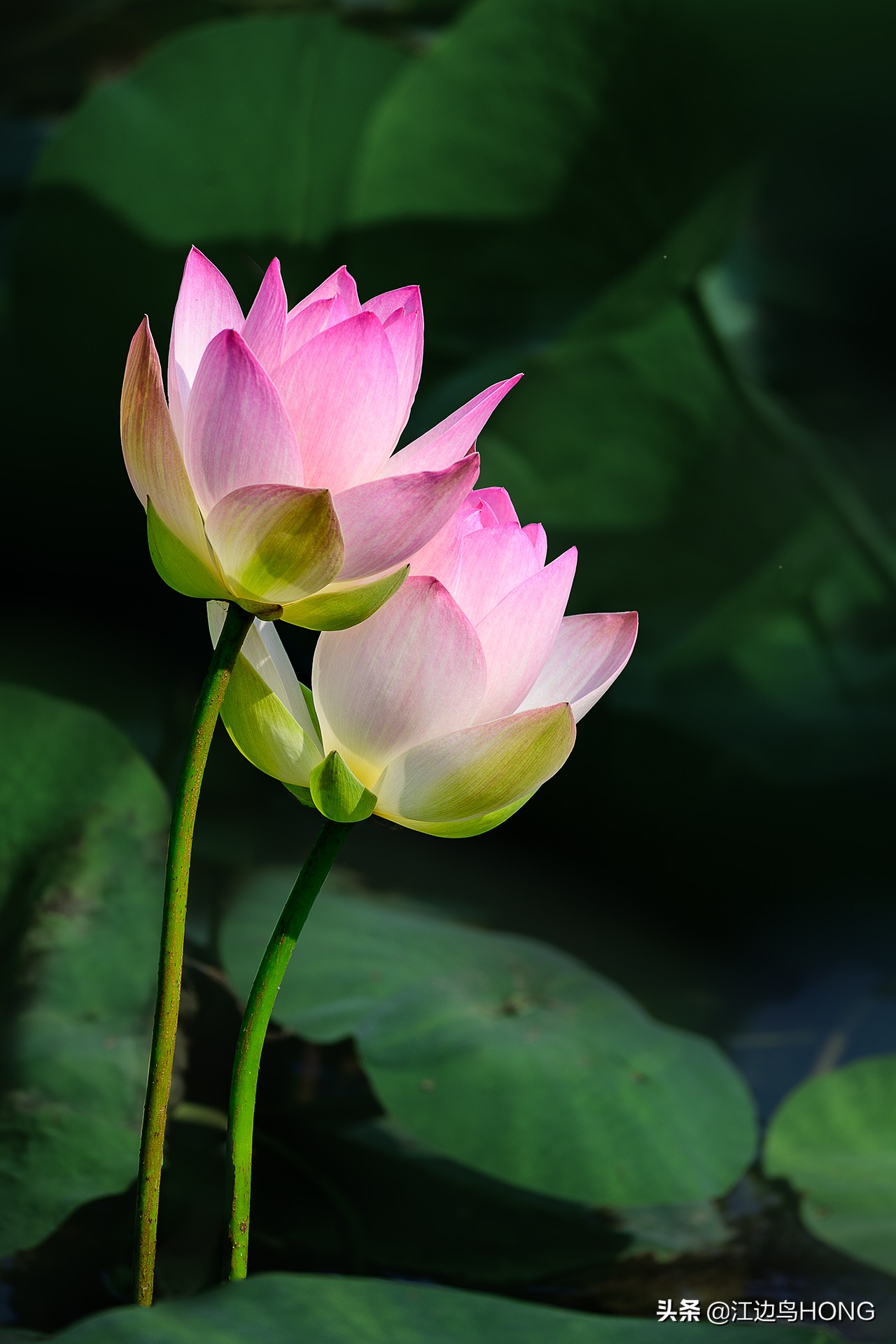 尼康z50双头套机价格,尼康z套机最低价7849