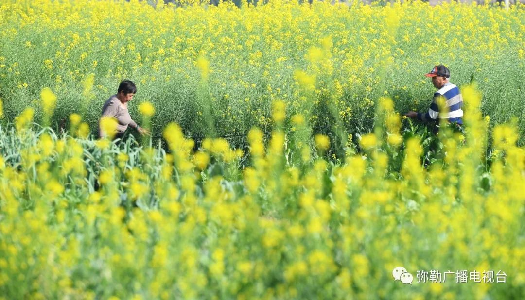 三月弥勒什么地方可以赏花,弥勒3月赏花攻略
