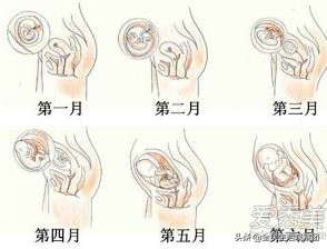 怀孕是一场豪赌,怀孕是必然还是偶然