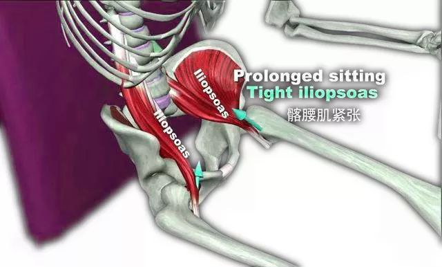 髂腰肌是非常重要的,髂腰肌为什么这么重要