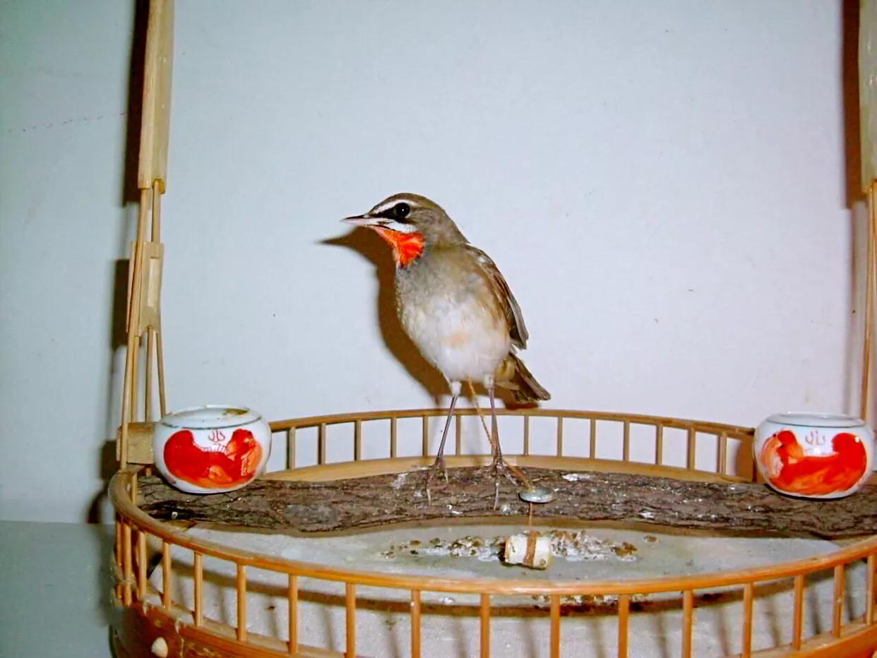 红靛颏和蓝靛颏哪种叫声好听,正宗红靛颏鸟