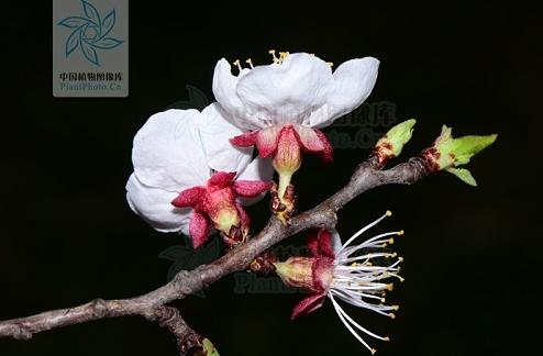 没有蔷薇科,哪里会有春天?