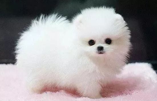 适合小学生养的狗最便宜的小型犬,智商最高的狗狗品种小型犬