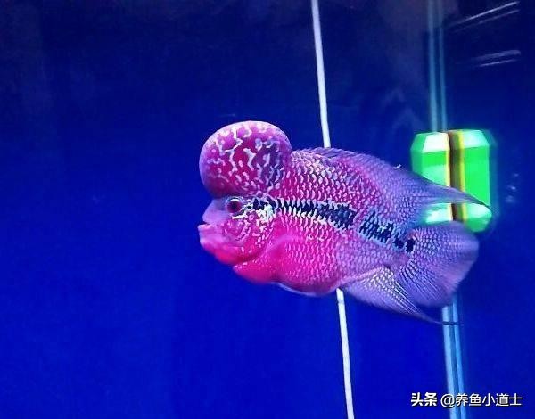 罗汉鱼上下鳍发黑是起砂吗,罗汉鱼发黑有斑马纹怎么治