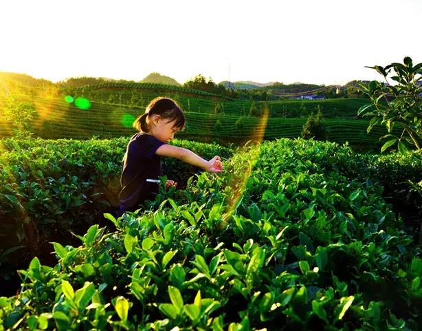 贵州绿色农产品何以风行天下？从毕节一颗萝卜出口迪拜的跨国之旅说起~