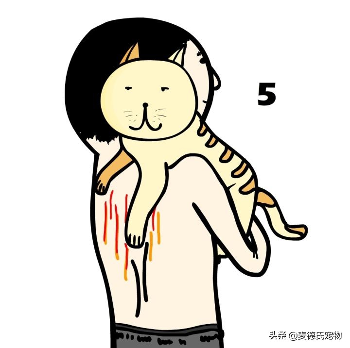 猫卧姿的正确姿势,提猫的后颈的正确姿势