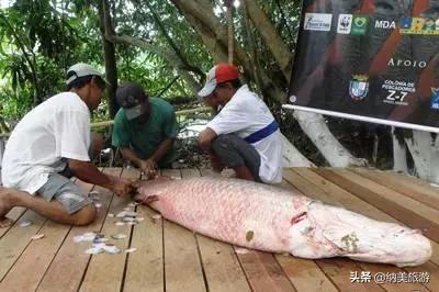 “亚马逊心脏”之城的玛瑙斯