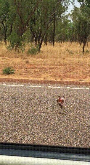 微胖渐欲迷人眼分分钟缴械投降的动态图