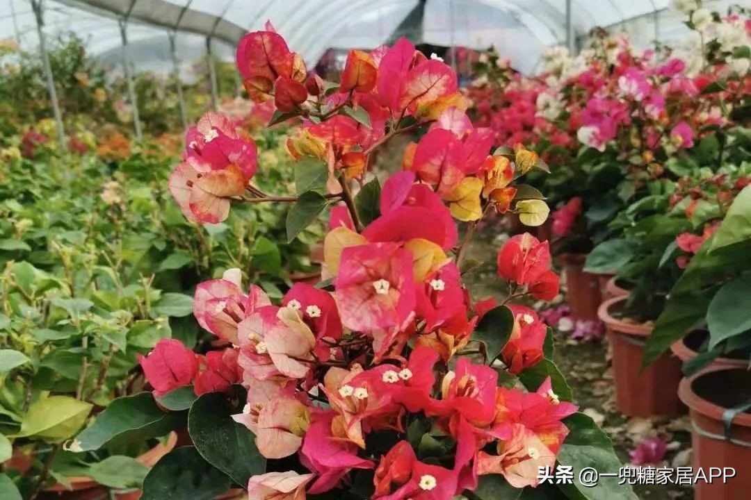 开花植物店铺推荐,适合店铺开花植物