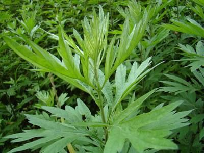 艾草对女人有好处吗,艾草对女人的4大好处