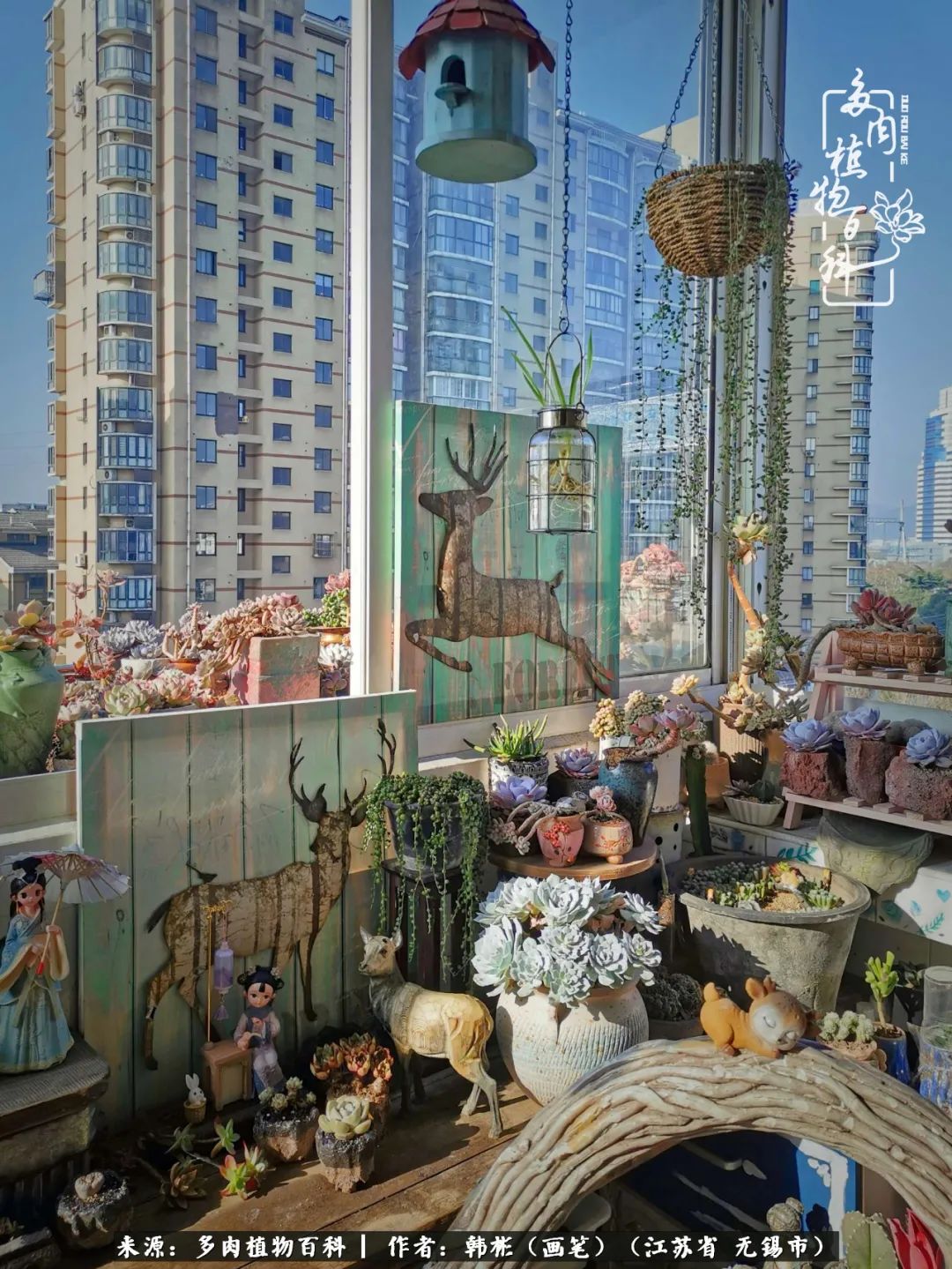 听音乐赏多肉,听音乐赏花赏美景