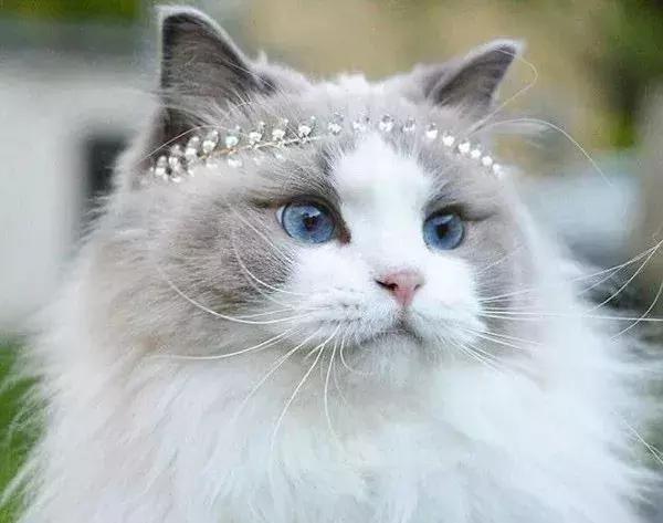 要出门家里的猫怎么办,我的猫变成人了怎么办