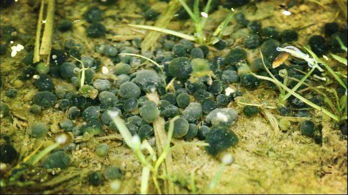 食材界“大熊猫”:这种藻类,营养比燕窝还高,能卖到1000一斤