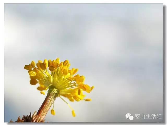 东北的冰凌花视频,东北的冰凌花有什么功效