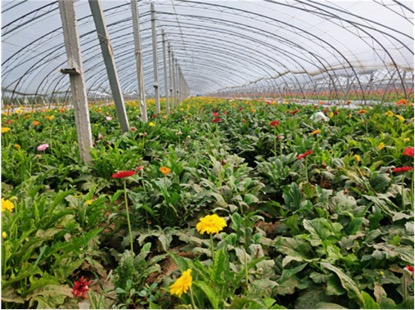 看王助镇乜村如何用鲜花铺就小康路，产业富民谱新篇