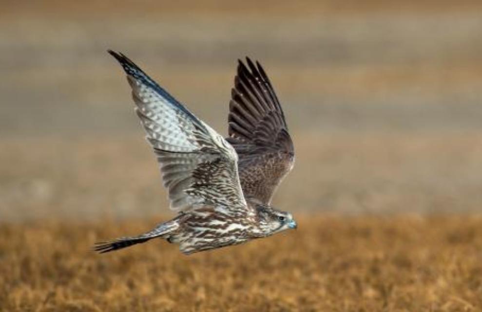 网友在朋友圈看到拥有自己护照的鸟，是受中东土豪追捧的宠物？