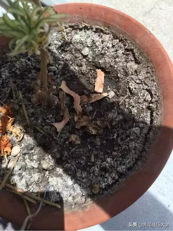 花土是碱性用什么肥,怎么知道花土是酸性还是碱性