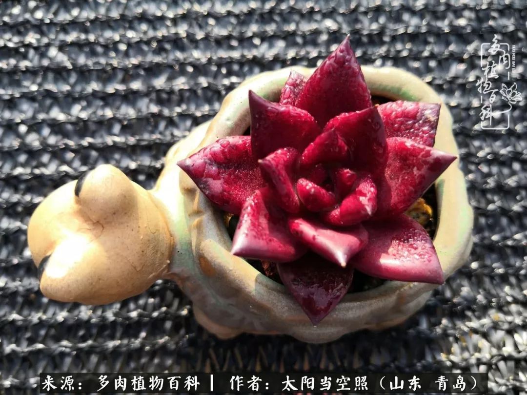 离家在外才发现最难忘的是故乡情,离家在外看见家乡的东西