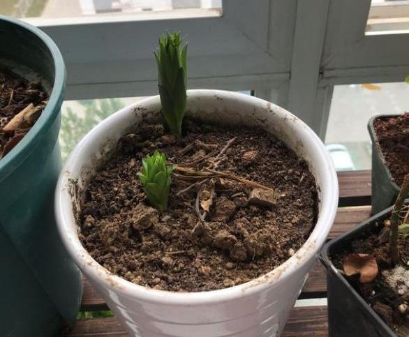 百合花该怎样养殖才能开花,百合花怎么养才能旺盛开花