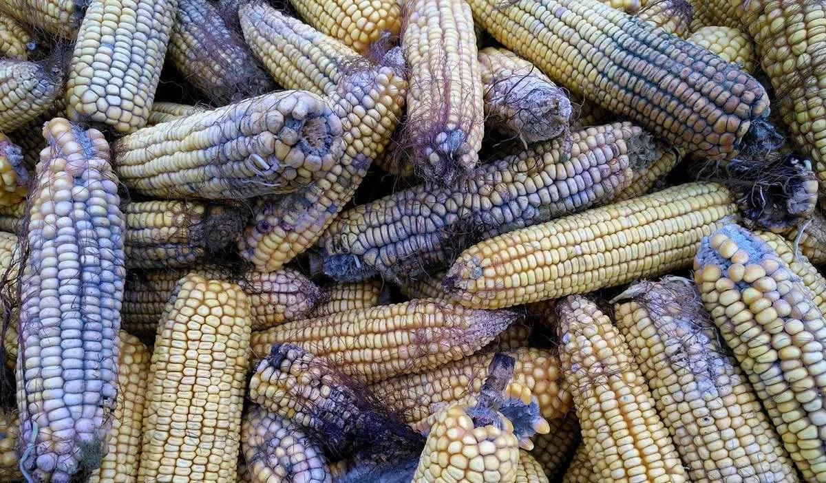 很常见的霉菌,你肯定不知道它对养鸡的危害有多大