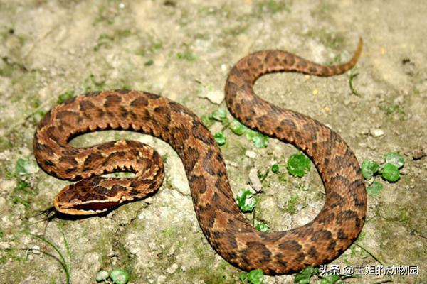 响尾蛇土公蛇谁的毒性更大,土公蛇的毒性多久发作