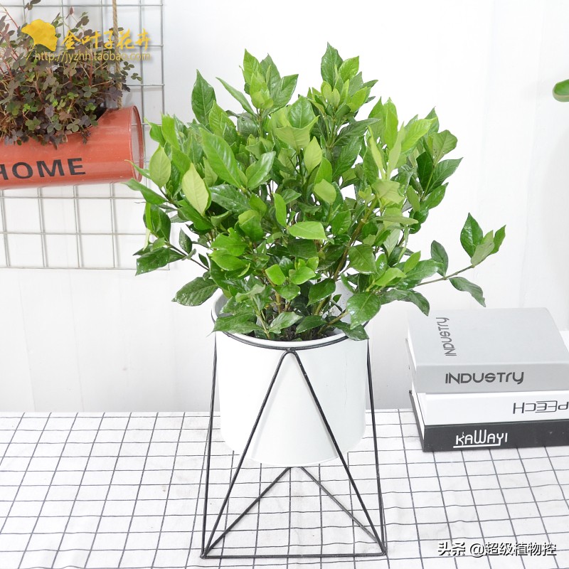 四季开花的香花植物,列举6种香花植物