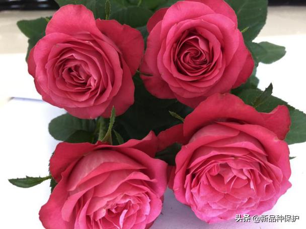 优良品种有哪些,最好的品种是哪一种