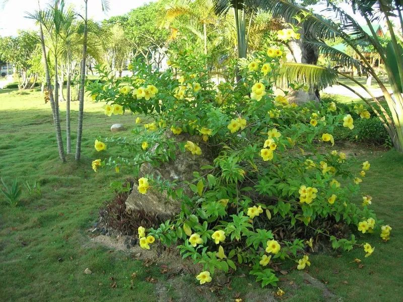 100种常见观叶植物图鉴史上最全,农村常见的100种植物