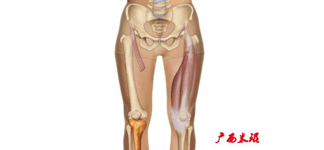 前交叉韧带扭伤最快自愈方法,前交叉韧带损伤膝关节会疼吗