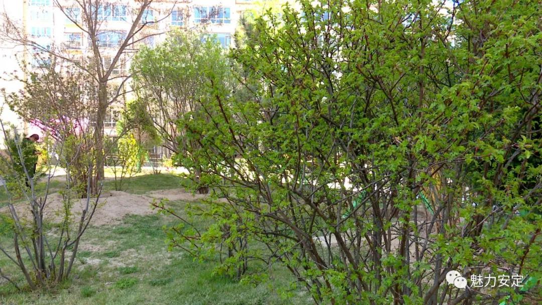 福台路街道：小区绿化升级换“颜值”