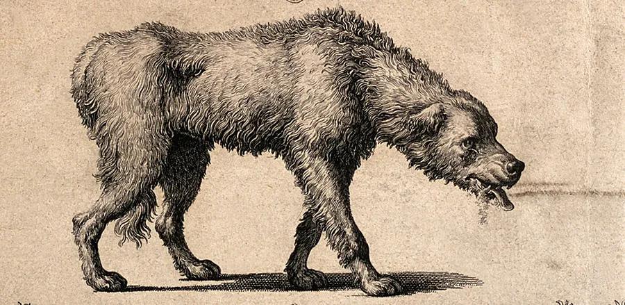 盘点怕狗人士遇到狗会有什么反应,怕狗人士遇狗正确方法