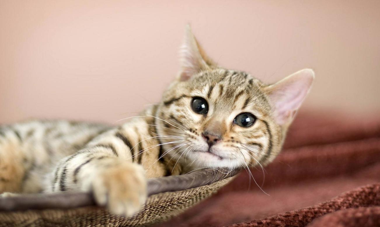 纠正猫咪坏脾气的九个实用办法,猫咪闹春如何帮助猫咪缓解