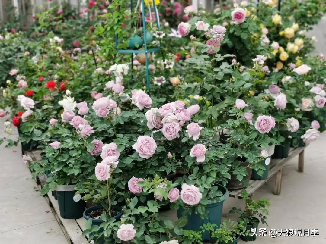 圆滚滚的绣球，瀑布般的花墙，这届花友也太会种花了吧