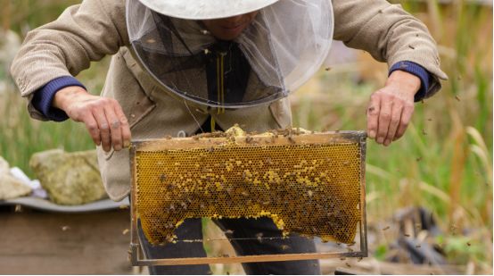 蜂蜜蜂农造假手段一览表,600多斤土蜂蜜滞销愁坏养蜂人