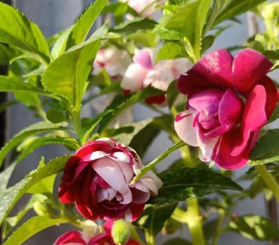 盆栽凤仙花好养,凤仙花怎么养盆栽